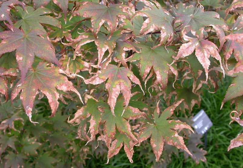 Why is my Japanese maple dying?